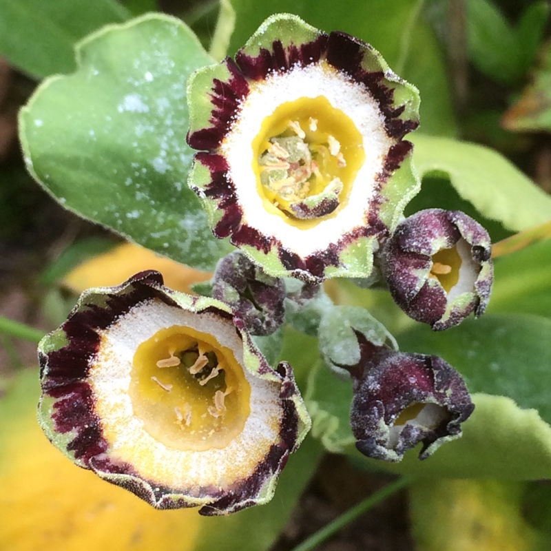 Primula auricula Old Irish Green in the GardenTags plant encyclopedia Auricula Old Irish Green in the GardenTags plant encyclopedia