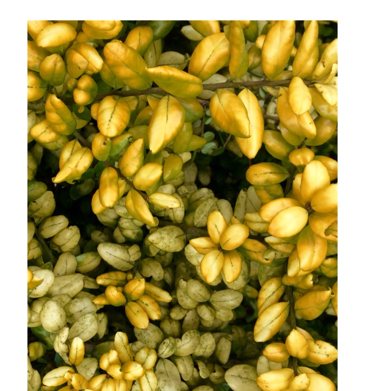 Ilex crenata Golden Gem in the GardenTags plant encyclopedia Japanese Holly Golden Gem in the GardenTags plant encyclopedia