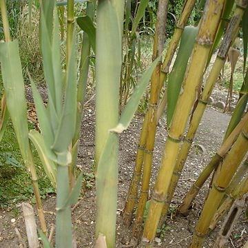 Arundo donax Versicolor in the GardenTags plant encyclopedia Giant Reed Versicolour in the GardenTags plant encyclopedia