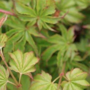 Acer Palmatum Chiyo-hime in the GardenTags plant encyclopedia Japanese Maple Little Princess in the GardenTags plant encyclopedia