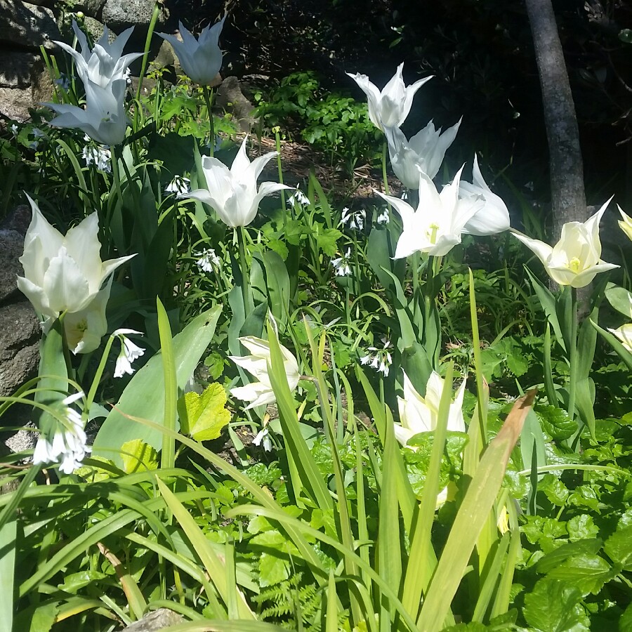 Tulipa Sapporo in the GardenTags plant encyclopedia Tulip Sapporo (Lily-flowered) in the GardenTags plant encyclopedia
