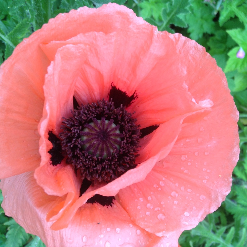 Papaver orientale Little Dancing Girl in the GardenTags plant encyclopedia Oriental Poppy Little Dancing Girl in the GardenTags plant encyclopedia