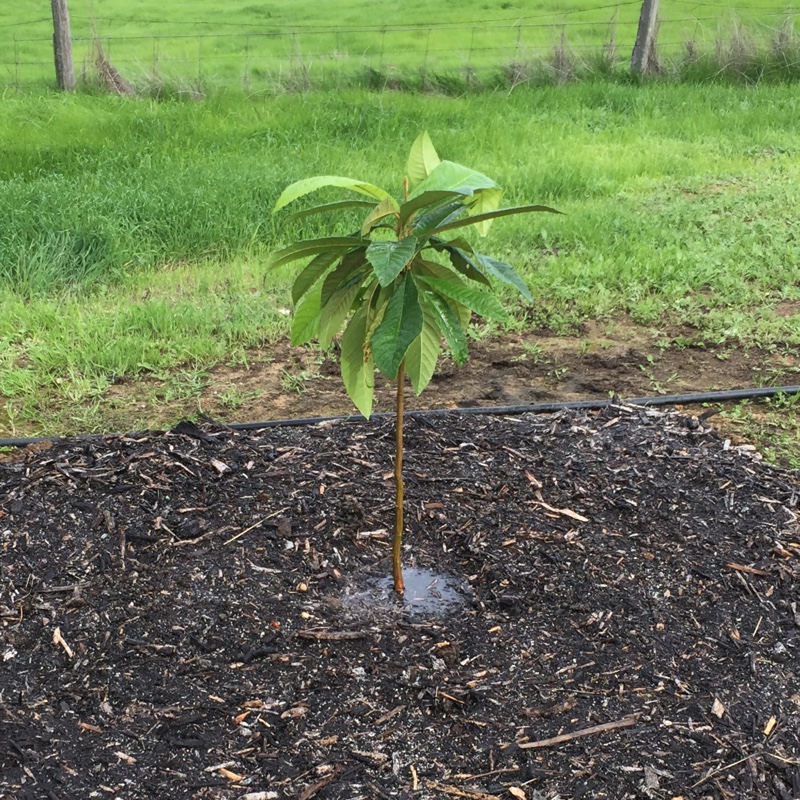 Eriobotrya japonica Herds Mammoth in the GardenTags plant encyclopedia Loquat Herds Mammoth in the GardenTags plant encyclopedia