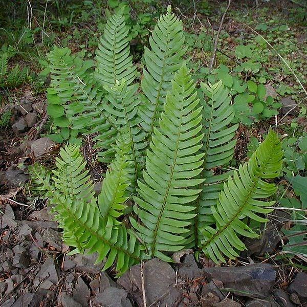 Polystichum Munitum in the GardenTags plant encyclopedia Sword Fern in the GardenTags plant encyclopedia