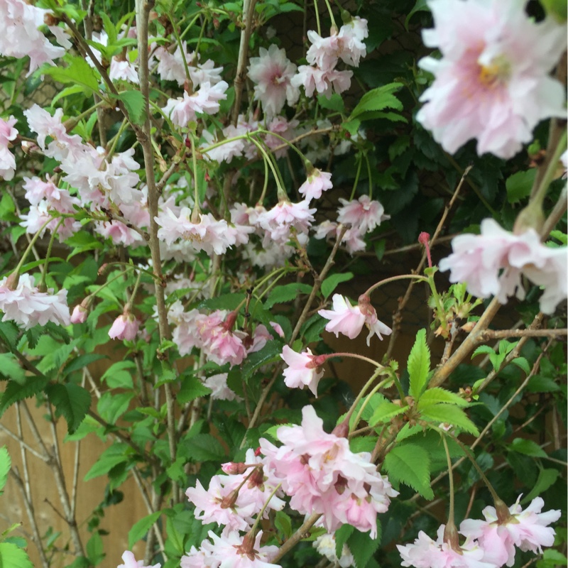 Prunus Mume Beni-Chidori in the GardenTags plant encyclopedia Flowering Japanese Apricot in the GardenTags plant encyclopedia