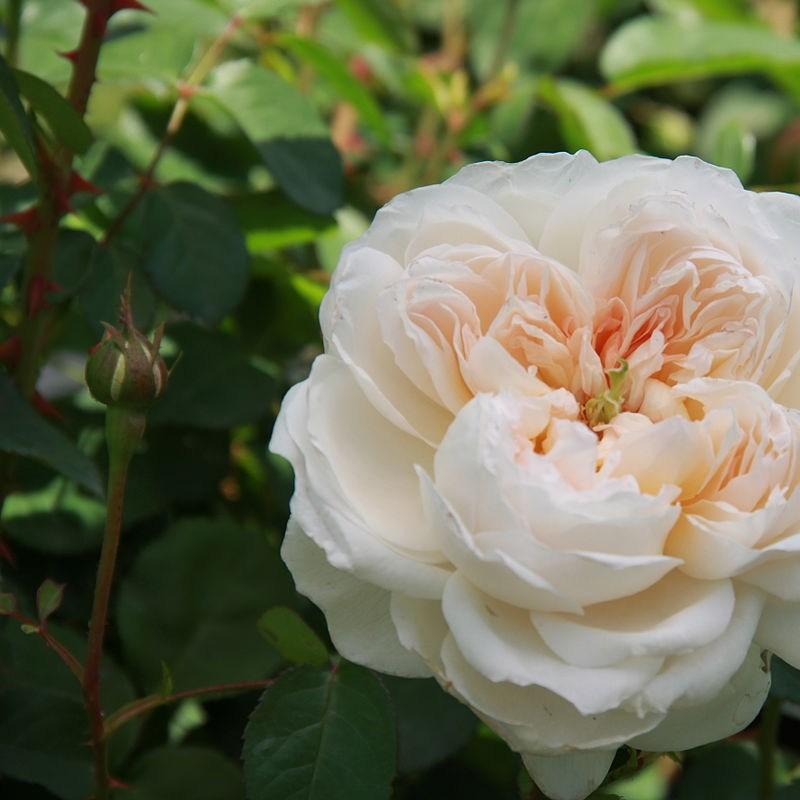 Rosa Auslevel syn. Rosa Glamis Castle in the GardenTags plant encyclopedia Rose Glamis Castle (Shrub) in the GardenTags plant encyclopedia