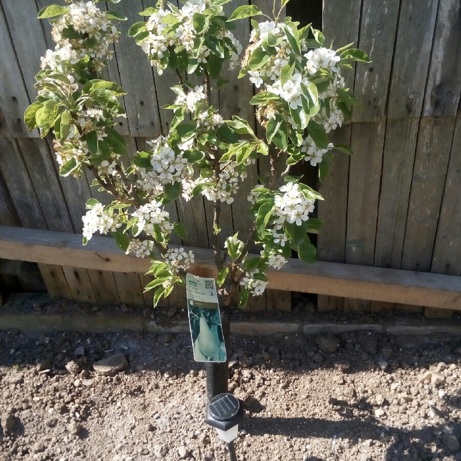 Pyrus communis Harvest Queen in the GardenTags plant encyclopedia Pear Harvest Queen in the GardenTags plant encyclopedia