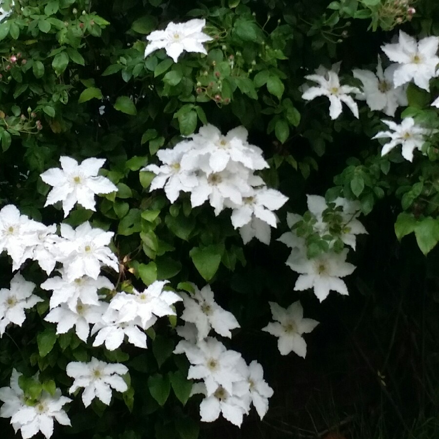 Clematis Nunns Gift in the GardenTags plant encyclopedia Clematis Nunns Gift in the GardenTags plant encyclopedia