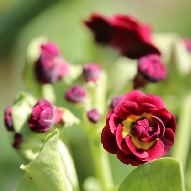 Primula auricula Crimson Glow in the GardenTags plant encyclopedia Auricula Crimson Glow in the GardenTags plant encyclopedia
