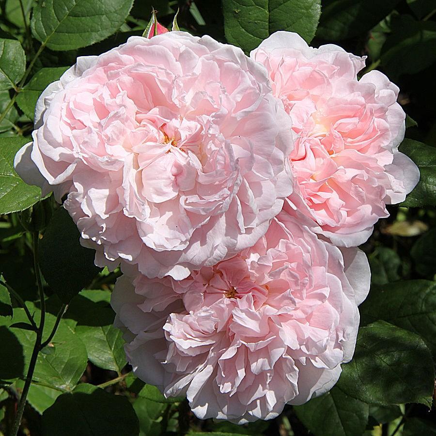 Rosa Ausblush syn. Rosa Heritage in the GardenTags plant encyclopedia Rose Heritage (Shrub) in the GardenTags plant encyclopedia