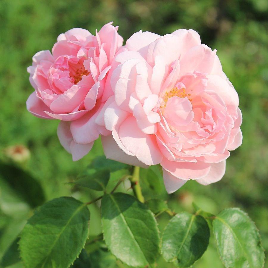 Rosa Ausclub syn. Rosa Kathryn Morley, Rosa Ausvariety in the GardenTags plant encyclopedia Rose Kathryn Morley (Shrub) in the GardenTags plant encyclopedia