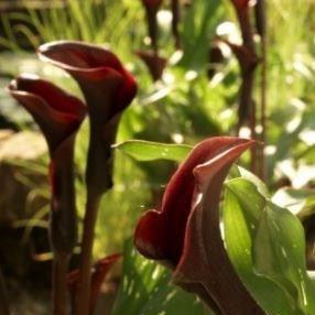 Zantedeschia Black Star in the GardenTags plant encyclopedia Calla Lily Black Star in the GardenTags plant encyclopedia