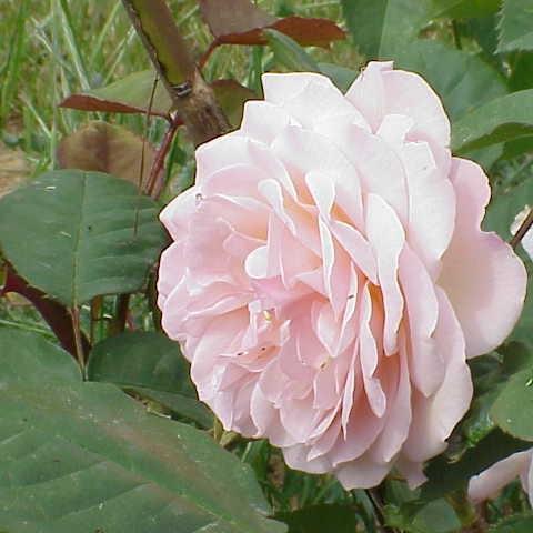 Rosa Auslea syn. Rosa Leander in the GardenTags plant encyclopedia Rose Leander (Shrub) in the GardenTags plant encyclopedia