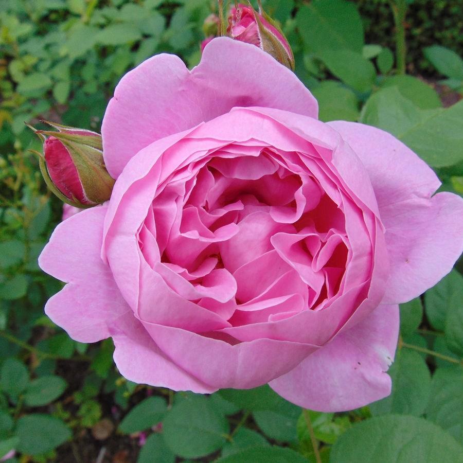 Rosa Ausmary syn. Rosa Mary Rose in the GardenTags plant encyclopedia Rose Mary Rose (Shrub) in the GardenTags plant encyclopedia