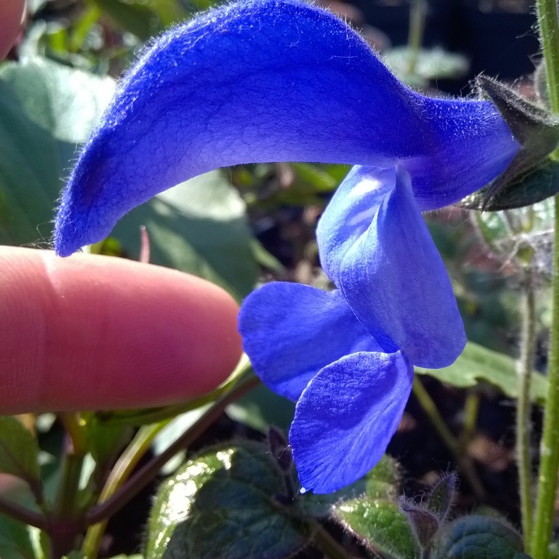 Salvia patens Guanajuato in the GardenTags plant encyclopedia Salvia Guanajuato in the GardenTags plant encyclopedia