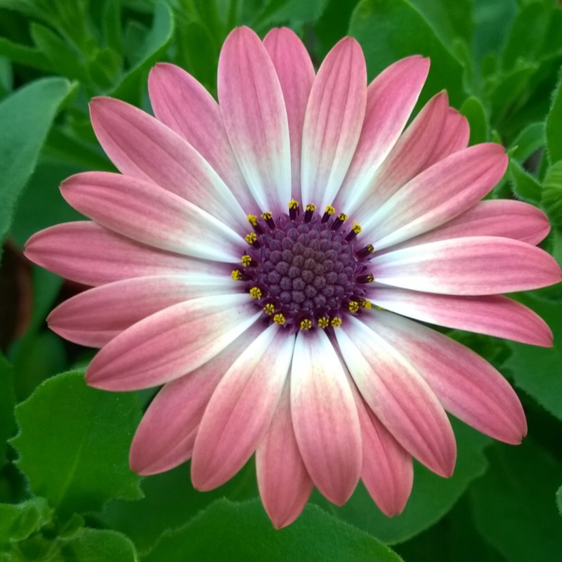 Osteospermum Serenity Pink Magic in the GardenTags plant encyclopedia African daisyPink Magic in the GardenTags plant encyclopedia