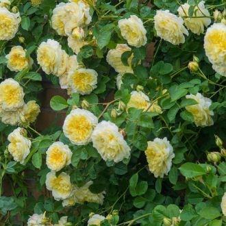 Rosa Auswalker syn. Rosa The Pilgrim, Rosa Gartenarchitekt Gunther Schulze in the GardenTags plant encyclopedia Rose The Pilgrim (Shrub) in the GardenTags plant encyclopedia
