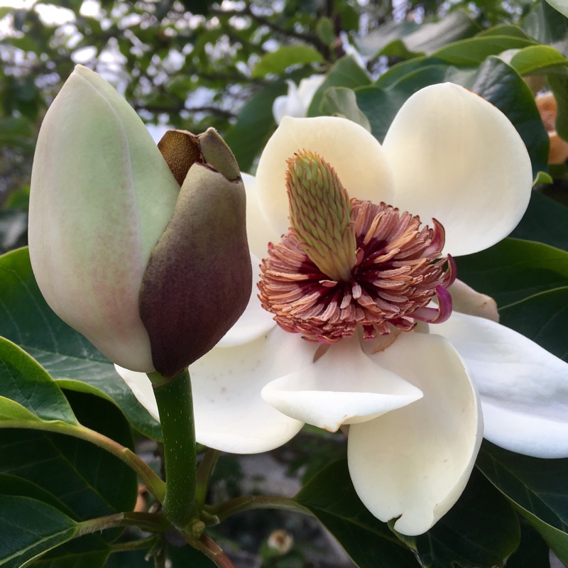 Magnolia wieseneri var watsonii in the GardenTags plant encyclopedia Magnolia x wieseneri. in the GardenTags plant encyclopedia