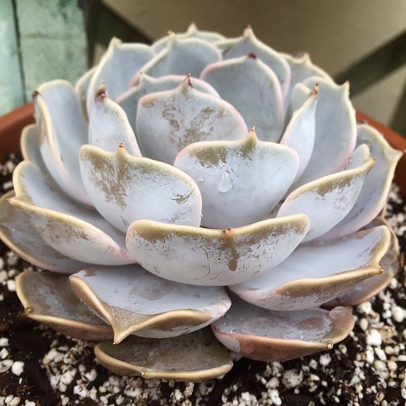 Echeveria Lilacina in the GardenTags plant encyclopedia Echeveria Lilacina in the GardenTags plant encyclopedia