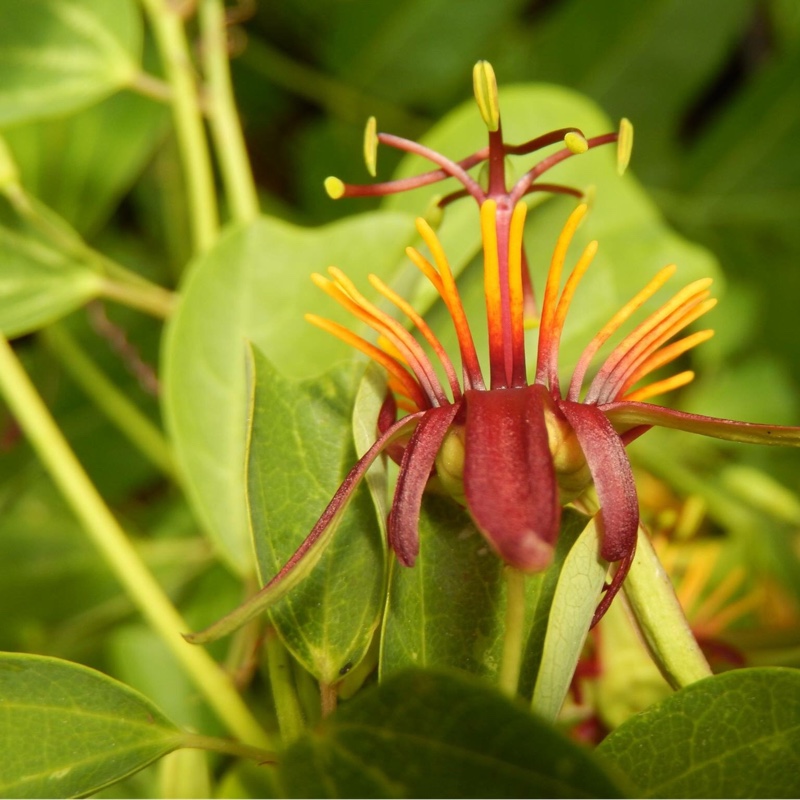 Passiflora Sunfire in the GardenTags plant encyclopedia Passion flower Sunfire in the GardenTags plant encyclopedia