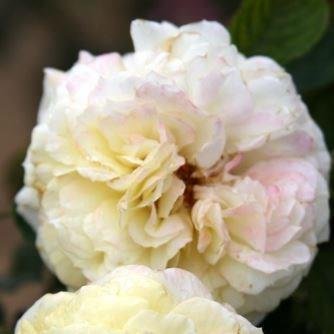 Rosa Yellow Button in the GardenTags plant encyclopedia Rose Yellow Button in the GardenTags plant encyclopedia