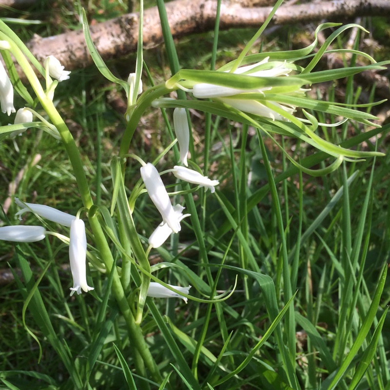 Hyacinthoides non-scripta long-bracteate, white-flowered in the GardenTags plant encyclopedia White English Long Throated Bluebell in the GardenTags plant encyclopedia