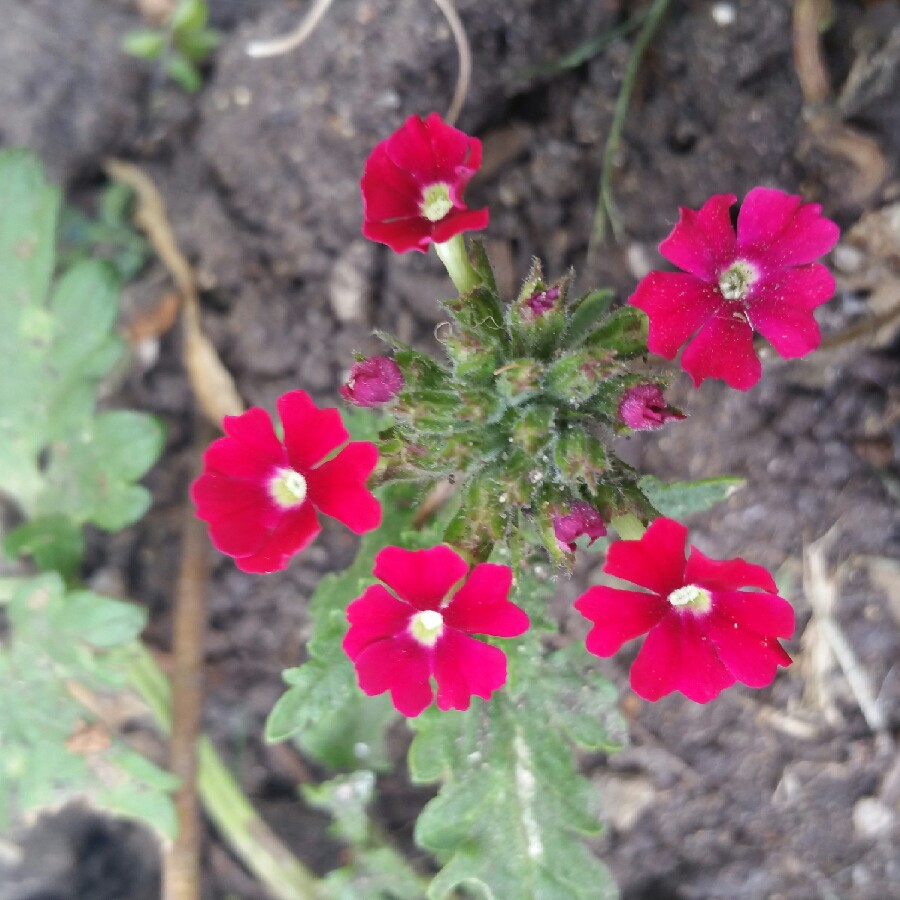 Verbena Venturi® Rose in the GardenTags plant encyclopedia Verbena Venturi® Rose in the GardenTags plant encyclopedia
