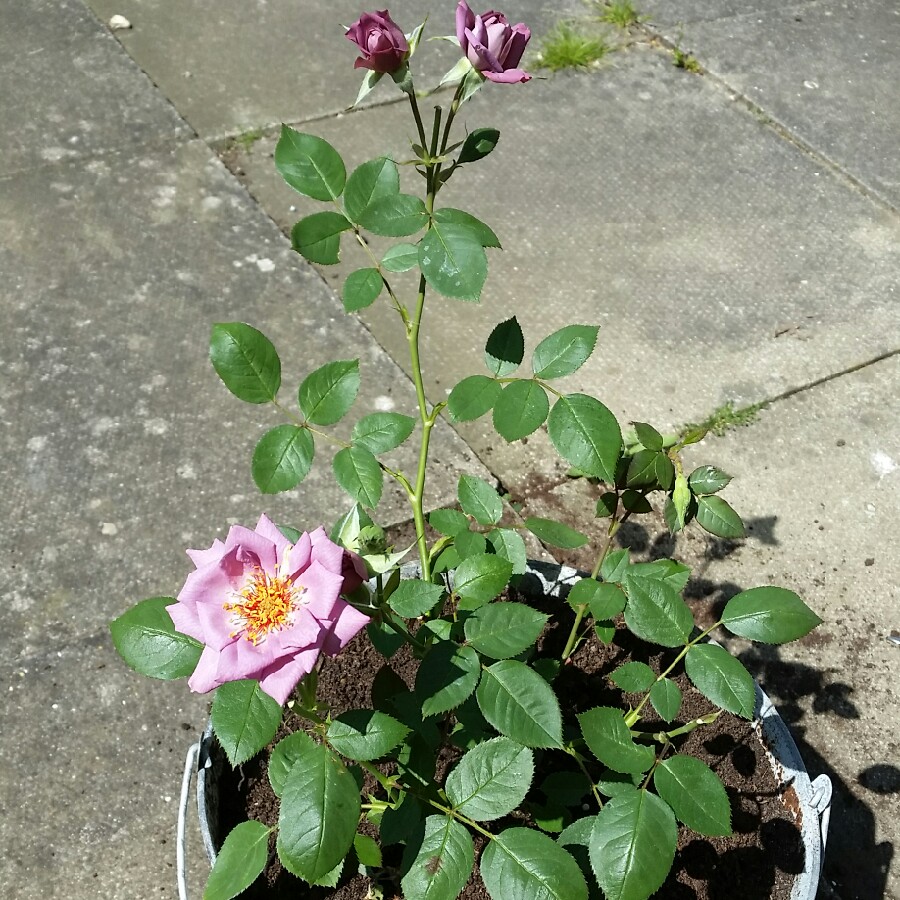 Rosa Stardust in the GardenTags plant encyclopedia Rose Stardust in the GardenTags plant encyclopedia