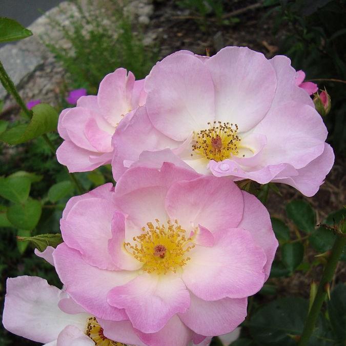 Rosa Harpade syn. Rosa Escapade in the GardenTags plant encyclopedia Rose Escapade (Floribunda) in the GardenTags plant encyclopedia