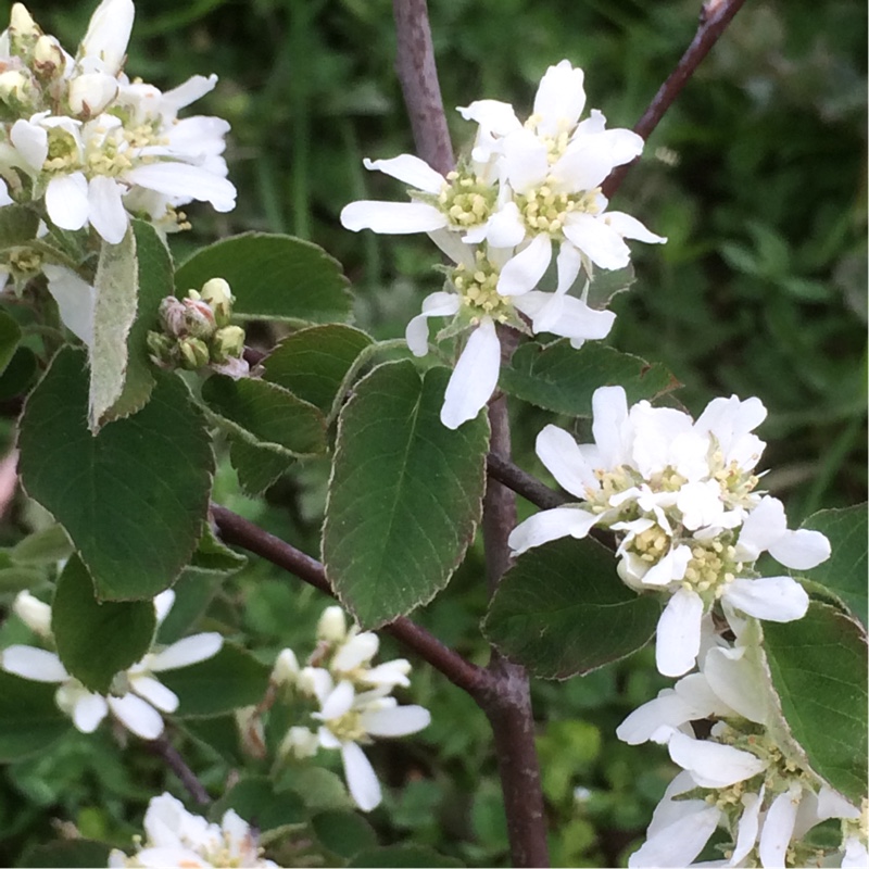 Amelanchier ovalis in the GardenTags plant encyclopedia Snowy Mespilus Ovalis in the GardenTags plant encyclopedia