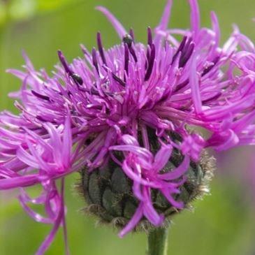 Greater Knapweed in the GardenTags plant encyclopedia