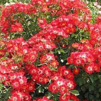 Rosa Eye Paint (Maceye) in the GardenTags plant encyclopedia Rose Eye Paint in the GardenTags plant encyclopedia