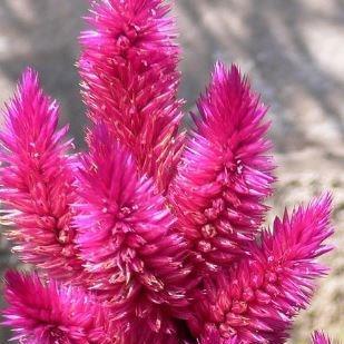 Cockscomb Venezuela in the GardenTags plant encyclopedia