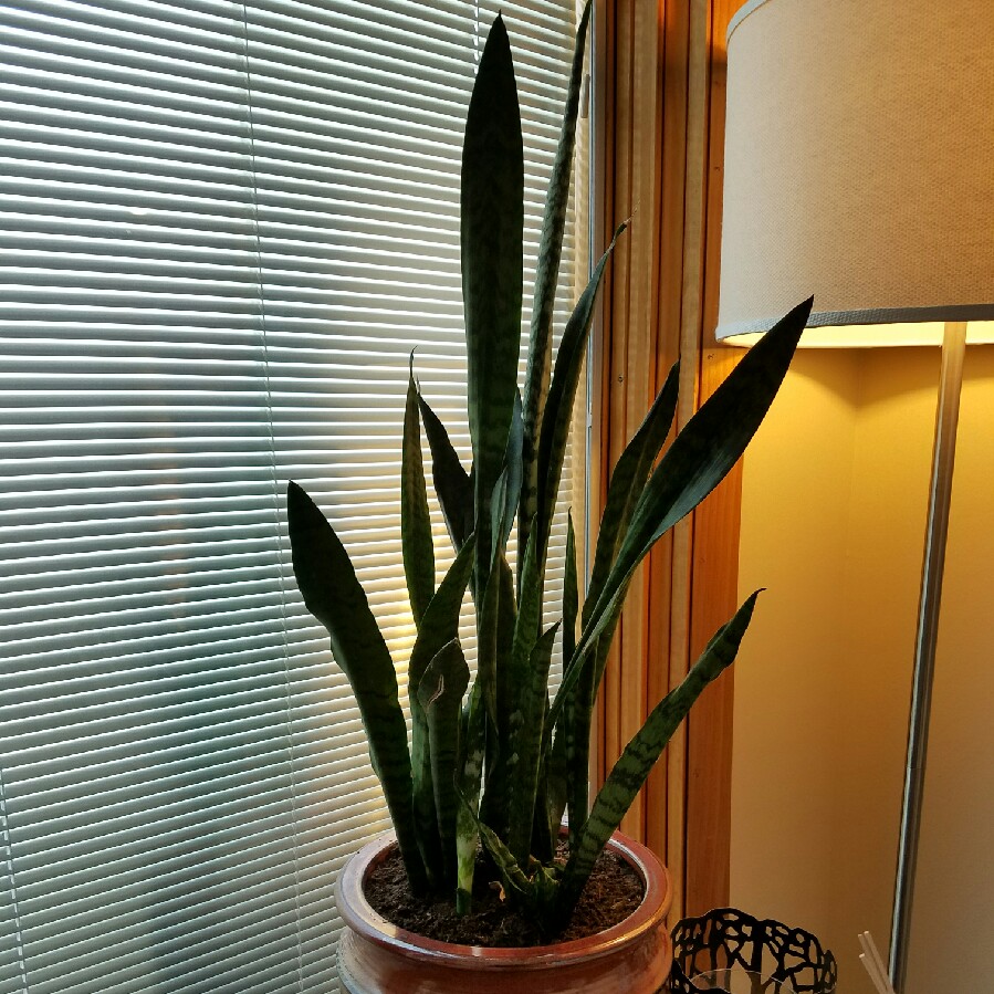 Snake Plant in the GardenTags plant encyclopedia