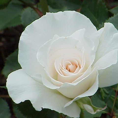 Rosa Margaret Merril (Harkuly) in the GardenTags plant encyclopedia Rose Margaret Merril in the GardenTags plant encyclopedia