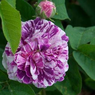 Rose Tricolore de Flandre (Gallica) in the GardenTags plant encyclopedia