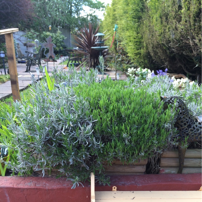 Lavender (Species) English Lavender in the GardenTags plant encyclopedia