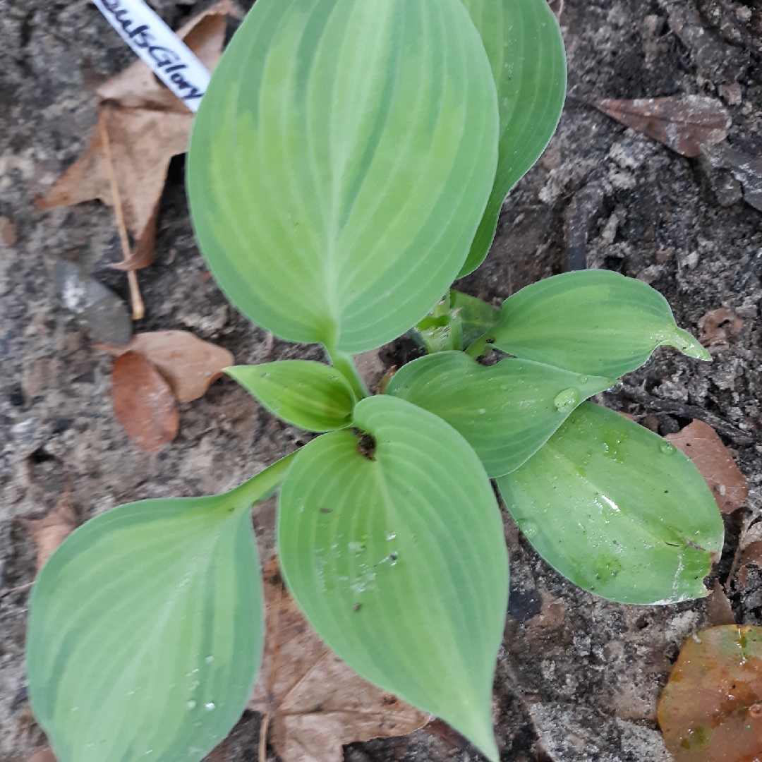 Hosta Pauls Glory in the GardenTags plant encyclopedia Plantain Lily Pauls Glory in the GardenTags plant encyclopedia