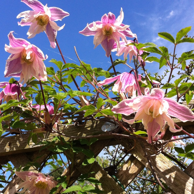 Clematis Colmunella in the GardenTags plant encyclopedia Clematis Colmunella in the GardenTags plant encyclopedia