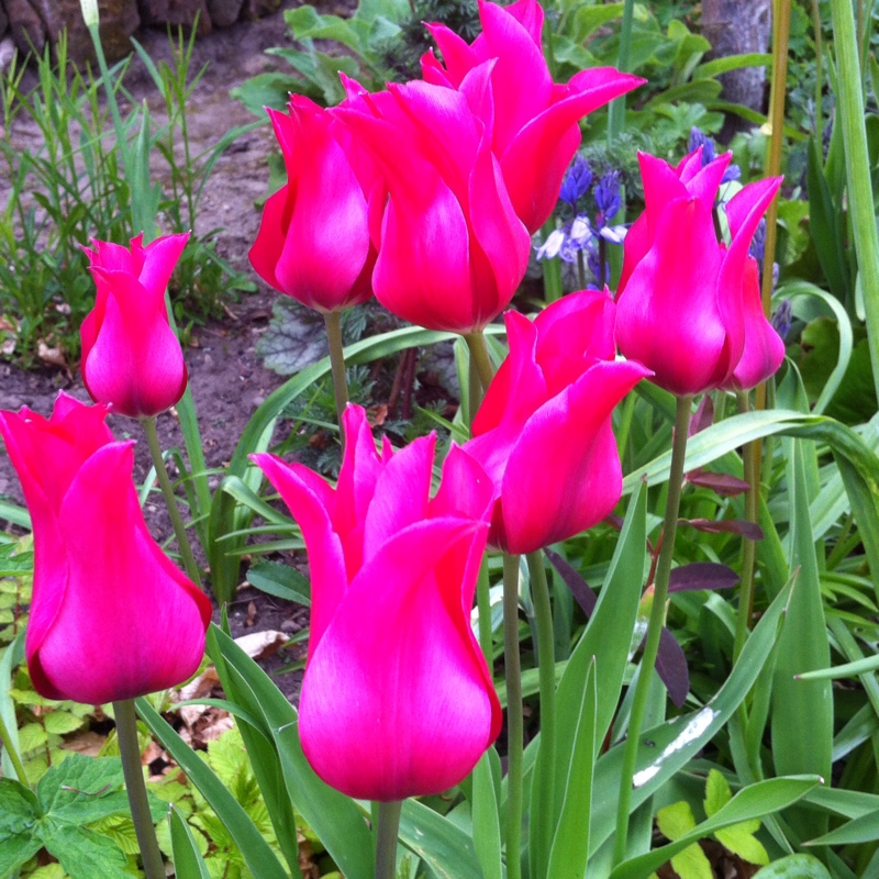 Tulip Dolls Minuet (Viridiflora) in the GardenTags plant encyclopedia