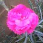 Dianthus Lily the pink in the GardenTags plant encyclopedia Pink Lily the pink in the GardenTags plant encyclopedia