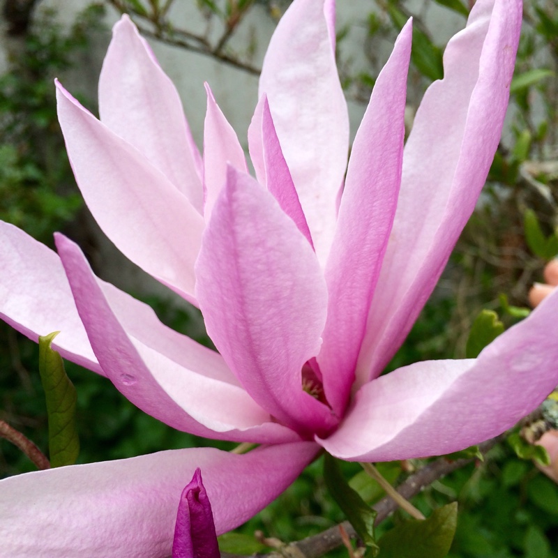 Magnolia Susan in the GardenTags plant encyclopedia Magnolia Susan in the GardenTags plant encyclopedia