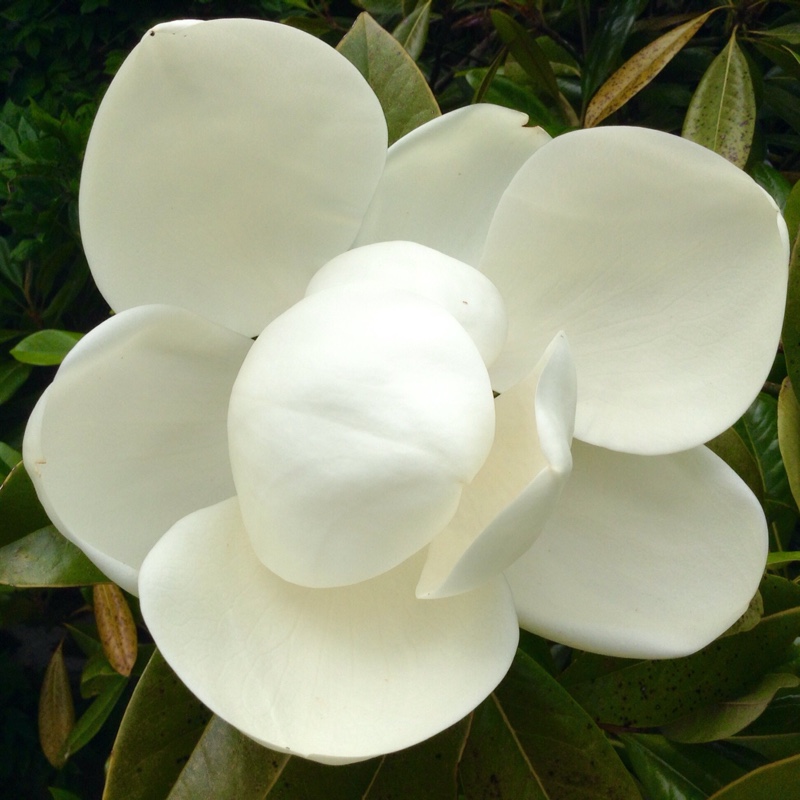 Magnolia grandiflora Exmouth in the GardenTags plant encyclopedia Magnolia Exmouth in the GardenTags plant encyclopedia