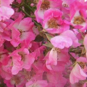 Rosa Pink Spray (Lenspra) in the GardenTags plant encyclopedia Rose Pink Spray in the GardenTags plant encyclopedia