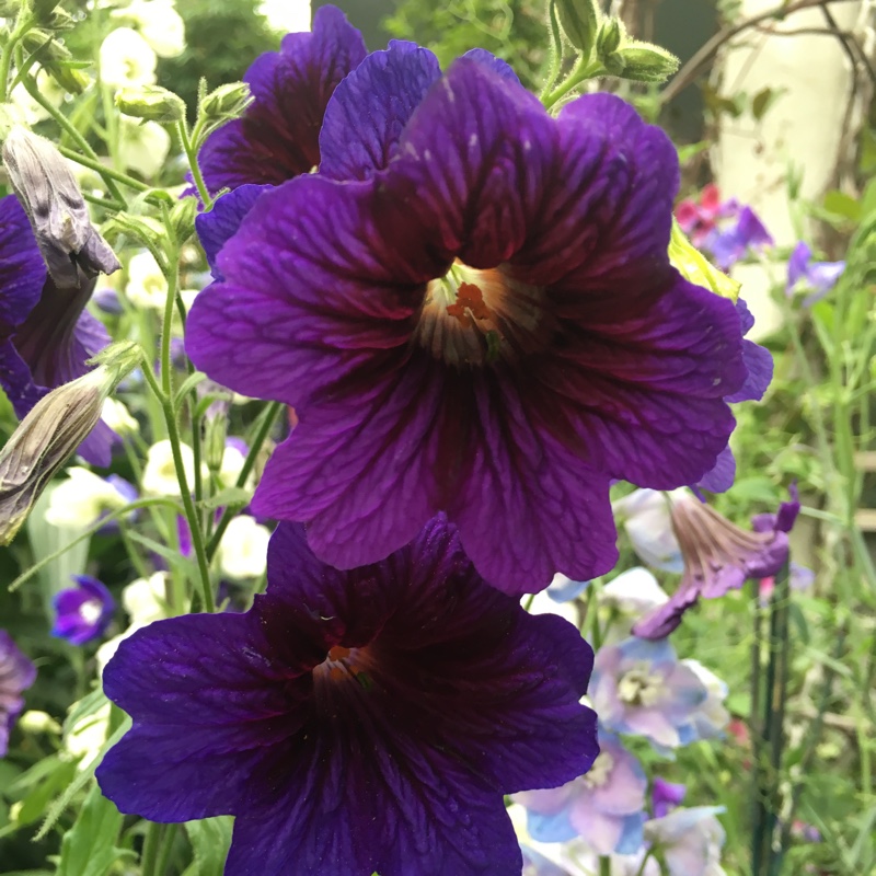 Salpiglossis sinuata Kew Blue in the GardenTags plant encyclopedia Painted Tongue Kew Blue in the GardenTags plant encyclopedia