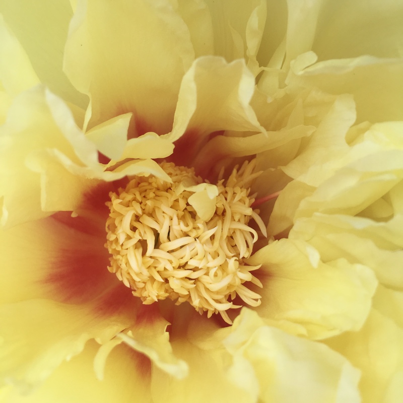 Peony Bartzella (Intersectional) in the GardenTags plant encyclopedia