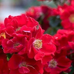 Rosa Royal Bassino (Korfungo) syn. R. Country Prince in the GardenTags plant encyclopedia Rose Royal Bassino in the GardenTags plant encyclopedia
