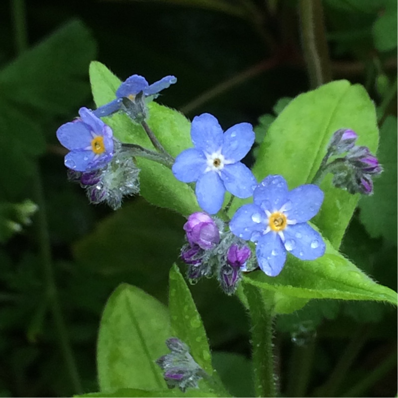 Myosotis sylvatica Victoria Blue in the GardenTags plant encyclopedia Forget-me-not Victoria Blue in the GardenTags plant encyclopedia