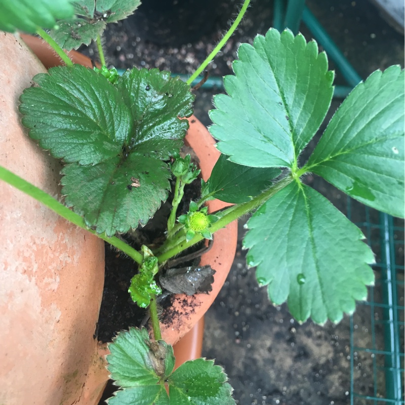 Strawberry Flamenco in the GardenTags plant encyclopedia