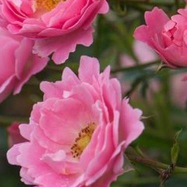 Rosa Sommerwind (Korlanum) syn. R.Surrey, R. Vent dEte in the GardenTags plant encyclopedia Rose Surrey in the GardenTags plant encyclopedia
